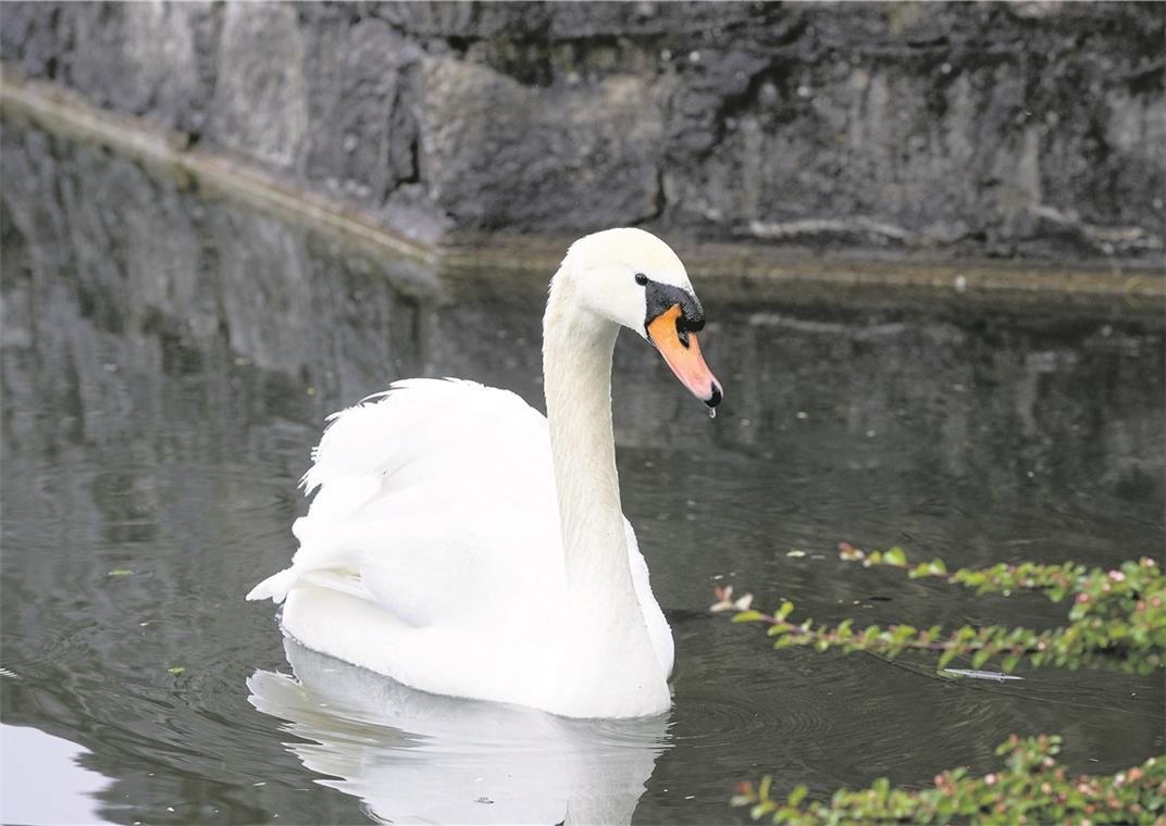 Wieder ohne Partnerin: Das flügelamputierte Schwanenmännchen. Foto: J. Fiedler