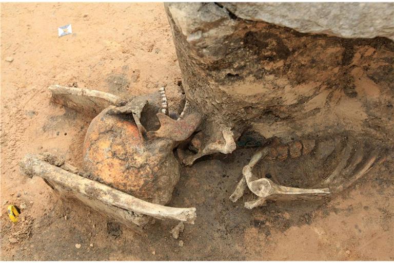 Wiedergängergrab: Bei Ausschachtungen für eine ICE Trasse in Klein Gräfendorf in Sachsen fanden Archäologen das Skelett eines Mannes, das   mit riesigen Steinen beschwert worden.