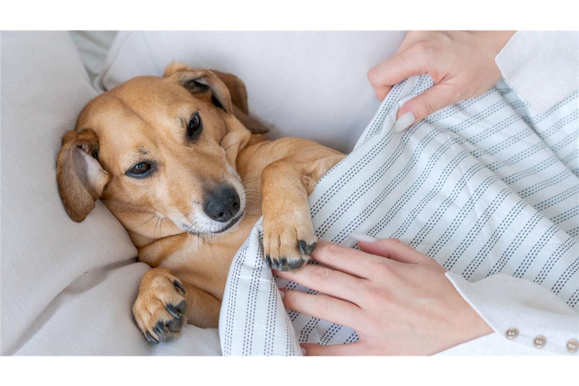 Wiedersehen im Himmel? Für viele Tierbesitzer ist die Vorstellung uneträglich, dass mit dem Tod ihres geliebten Vierbeiners alles vorbei sein soll.