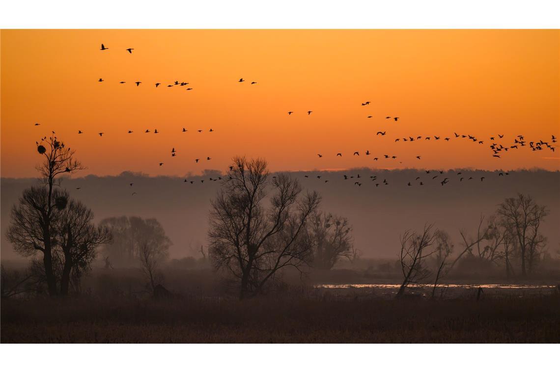 Bilder des Tages Wildgänse fliegen bei Sonnenaufgang am Morgenhimmel über den Nationalpark Unteres Odertal nördlich von Schwedt.