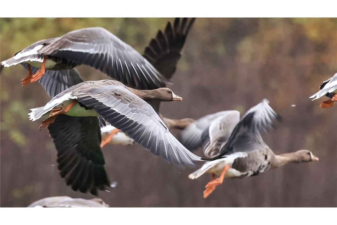 Bilder des Tages Wildgänse kehren zurück an den Niederrhein.