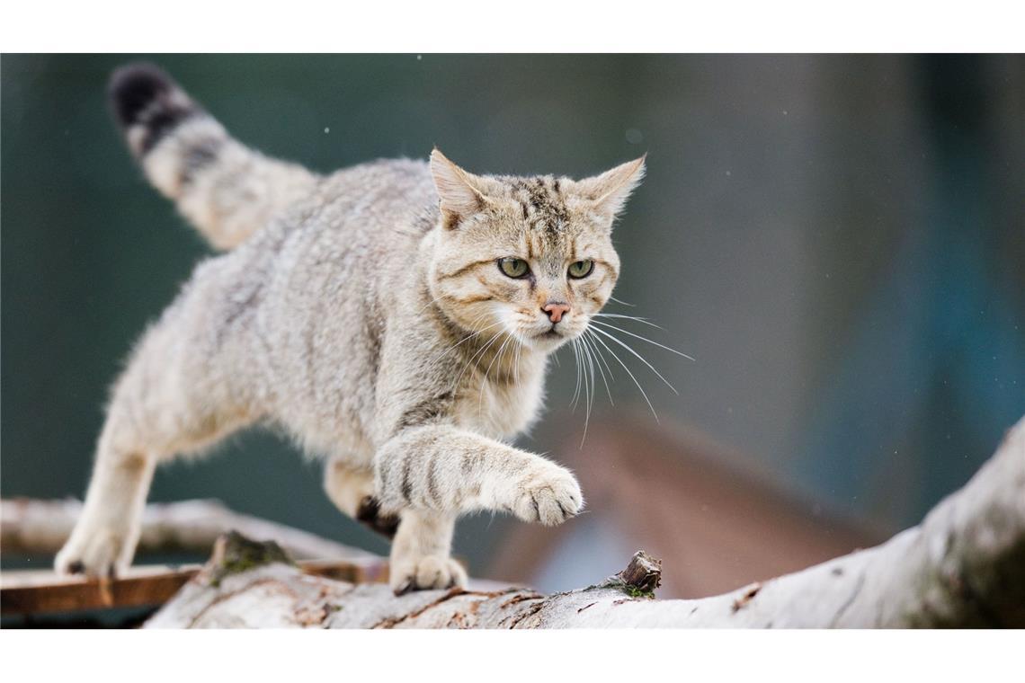 Naturschützer legen ersten Wildkatzenwald im Südwesten an Wildkatzen sind laut BUND ungefähr so groß und schwer wie Hauskatzen, wirken aber robuster und kräftiger (Archivbild).