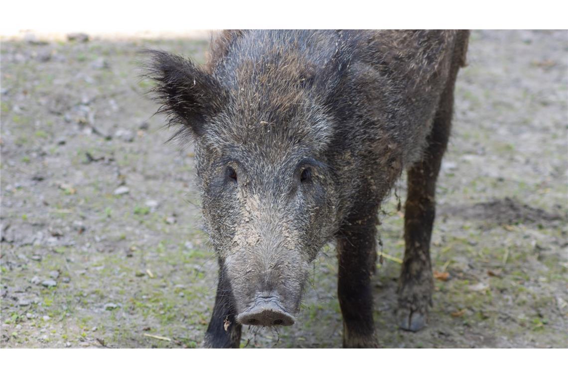 Wann sind Wildschweine gefährlich? Wildschweine sollte man nicht reizen.