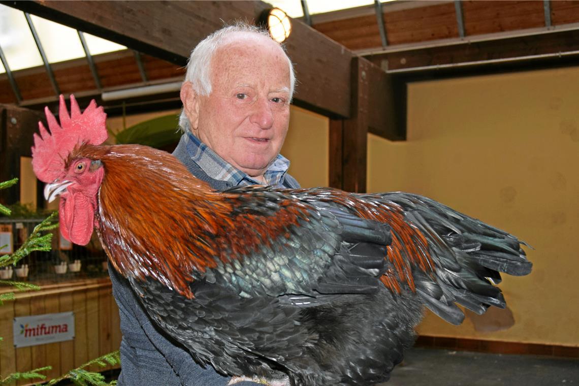 Hervorragende Zuchttiere hoch bewertet Wilhelm Wolf (links mit einem Marans-Hahn) ist seit 1990 Mitglied und würde sich mehr junge Vereinsmitglieder wünschen...