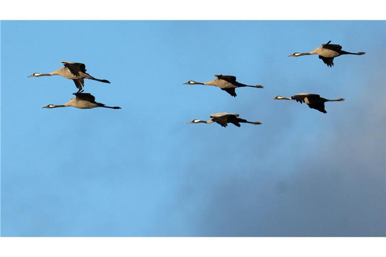 Winterflucht: Tausende Kraniche sind erst jetzt gen Süden losgezogen. (Symbolbild)