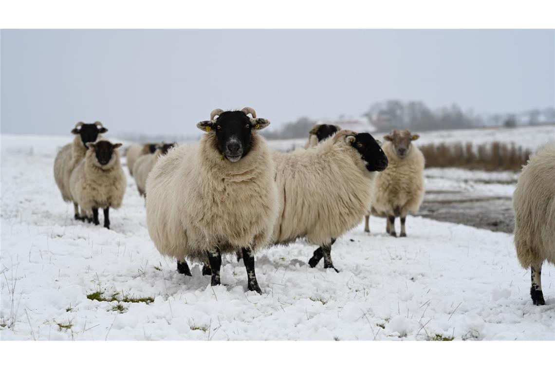 Winteridylle am Deich: Skudden-Schafe im Schnee