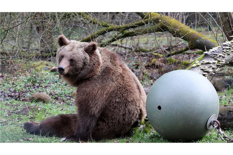 Winterruhe beendet: Bärenwald Müritz öffnet wieder