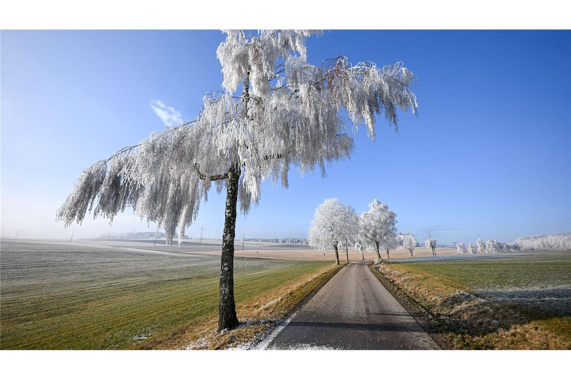Wintertraum: Raureif bei strahlendem Sonnenschein