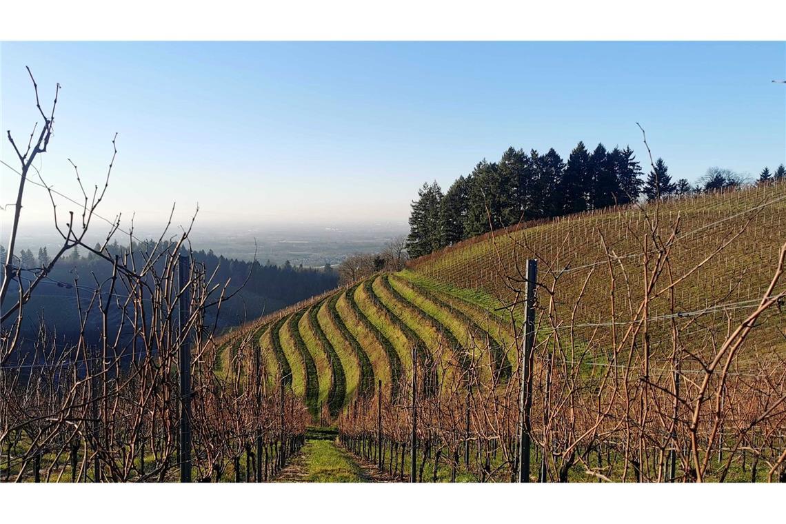 Winzer im Südwesten erzeugen deutlich weniger Wein Winzer in Baden-Württemberg erzeugen deutlich weniger Wein.
