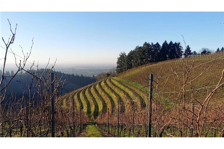 Winzer in Baden-Württemberg erzeugen deutlich weniger Wein.
