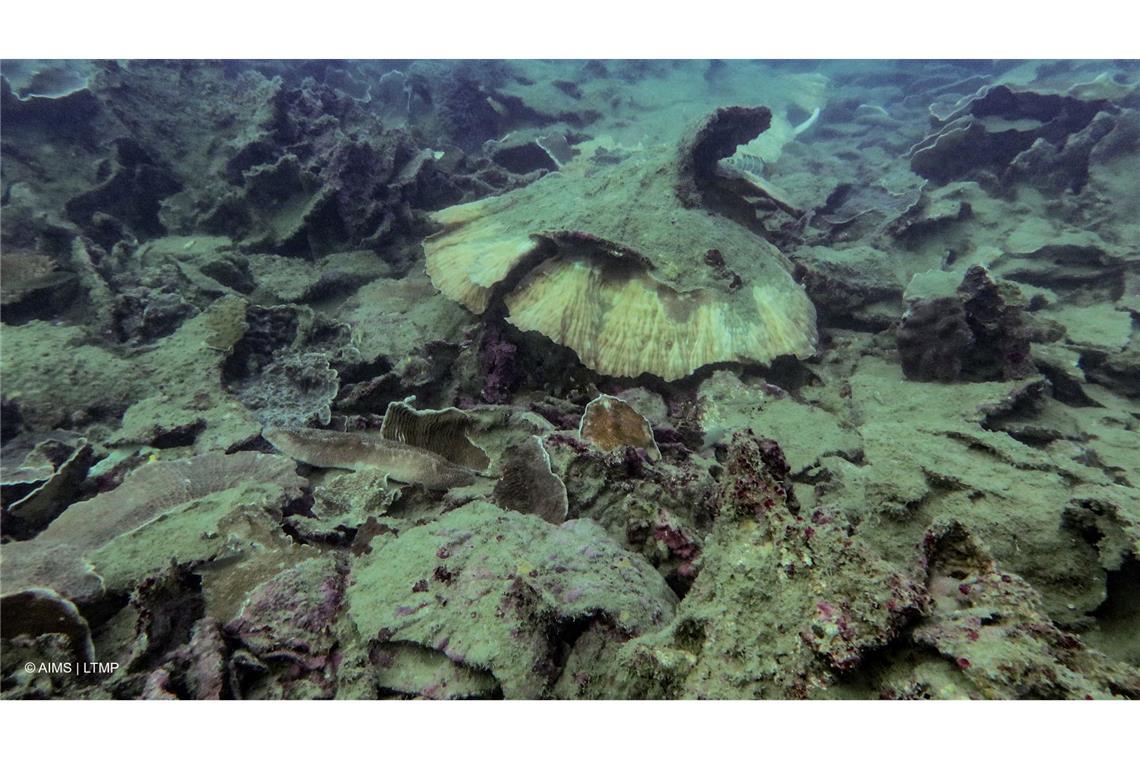 Wirbelstürme haben den Korallen am Great Barrier Reef ebenfalls zugesetzt.