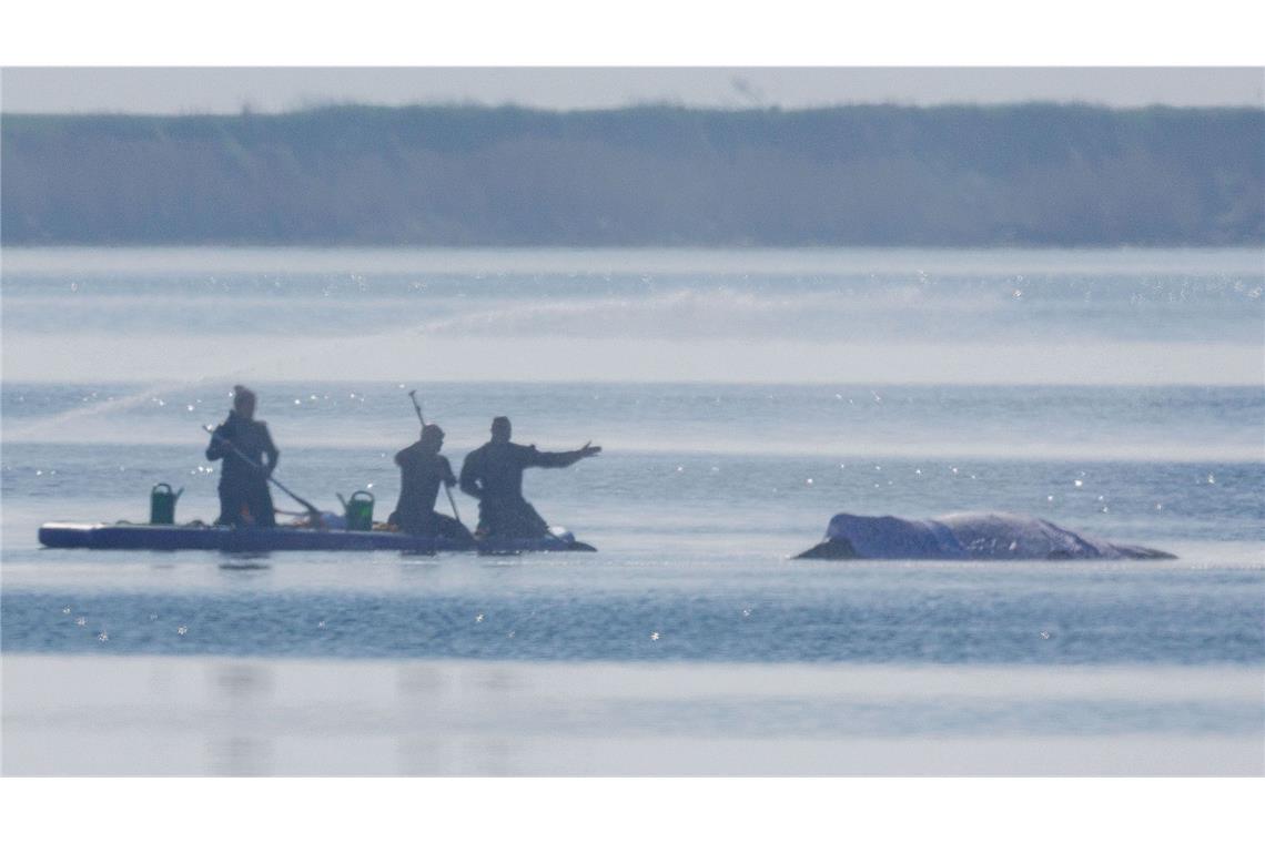 Wird der Wal doch noch gerettet?