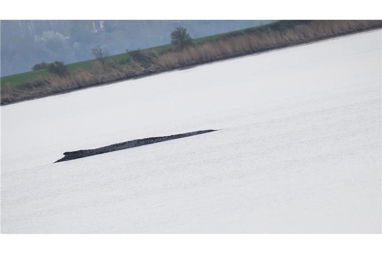 Wird der Wal nun doch gerettet?