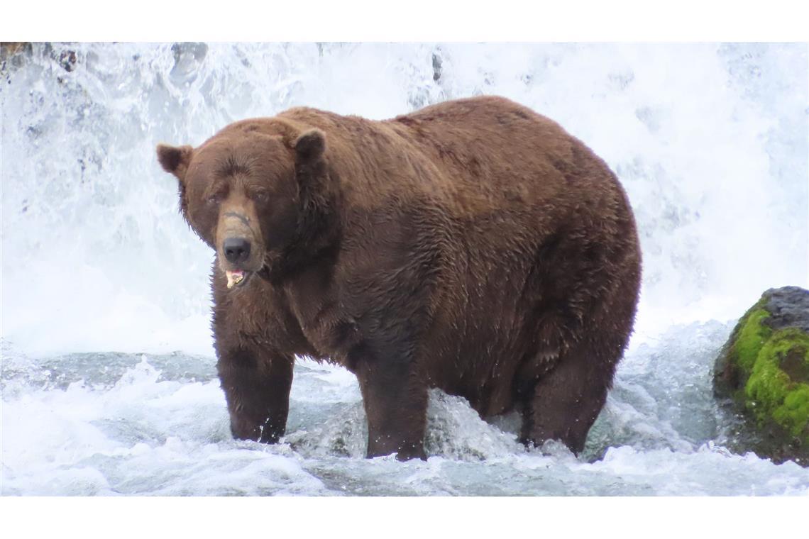"Fat Bear"-Wahlen: "Chunk" und "Grazer" im Rennen Wird er das Rennen machen?: Braunbär 32 mit Namen Chunk wiegt über 500 Kilogramm und hat eine auffällige Narbe auf der Schnauze.