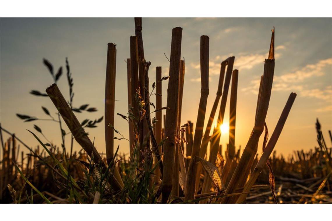 Wird der Sommer 2025 ein Jahrhundert-Sommer? Wird es 2025 auf den Feldern wieder so aussehen wie schon im Jahrhundertsommer 2018? So viel steht fest: Nichts Genaues weiß man nicht!