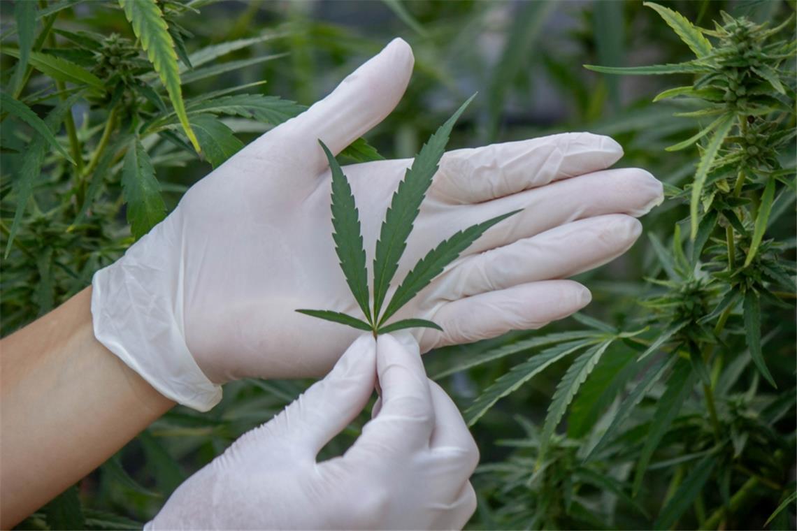 Wird Cannabis wieder abgeschafft? Wird Kiffen nun wieder verboten?