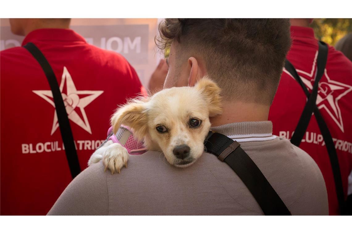 Bilder des Tages Wird Moldau vor die Hunde gehen? Ein Teilnehmer trägt bei der Kundgebung einer russlandfreundlichen Gruppierung in Chisinau einen Hund. Am 28. September wird in Moldau ein neues Parlament gewählt. Die proeuropäische Präsidentin warnt vor einer Einmischung Russlands.