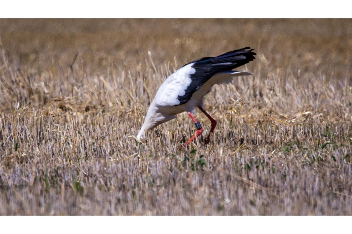 Wo ist die Maus? Ein Storch sucht auf einem abgeernteten Getreidefeld in Mecklenburg-Vorpommern nach Futter.