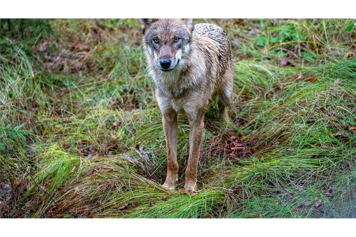 Wölfe sind nun jagdbare Tiere. (Archivbild)
