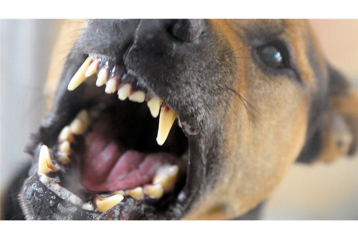 Zwei Mädchen von Hunden angegriffen