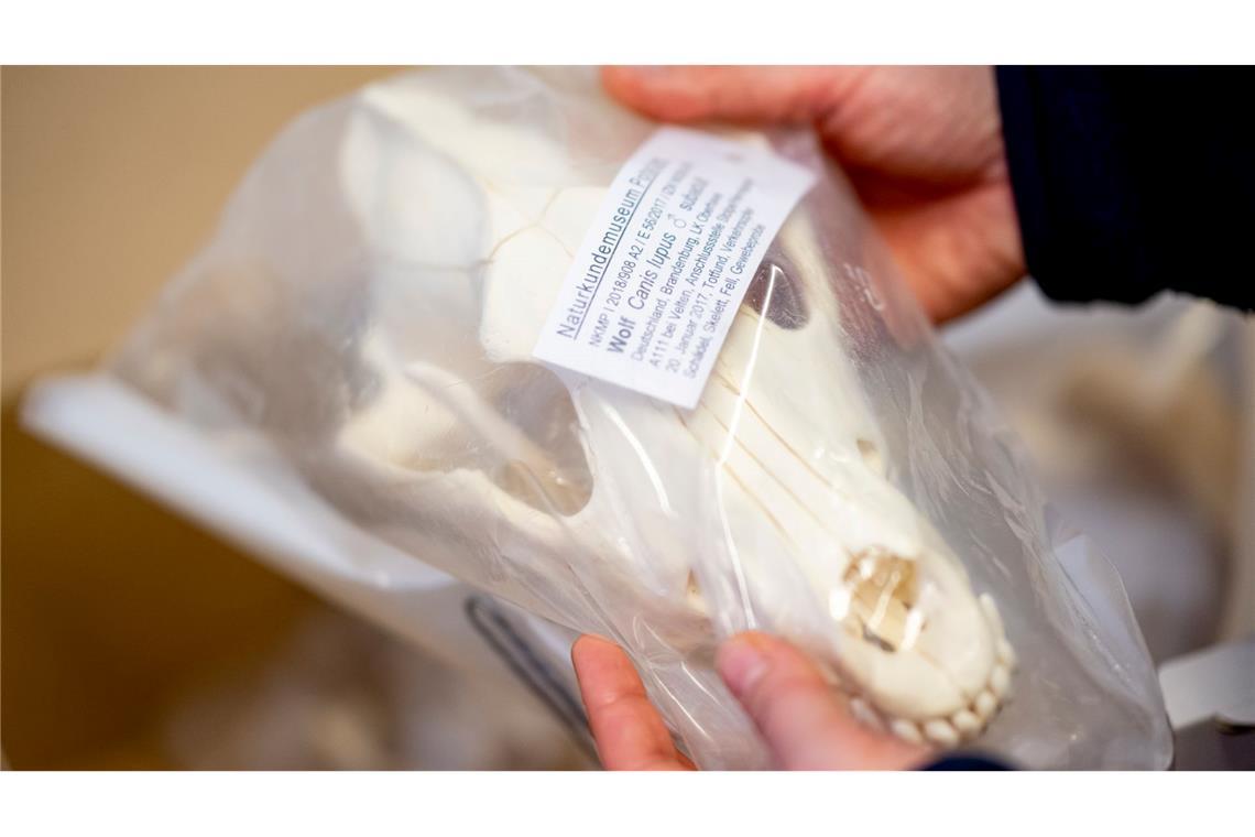 Wolfsschädel in Plastik verpackt - er gehört zur Sammlung im Naturkundemuseum Potsdam.