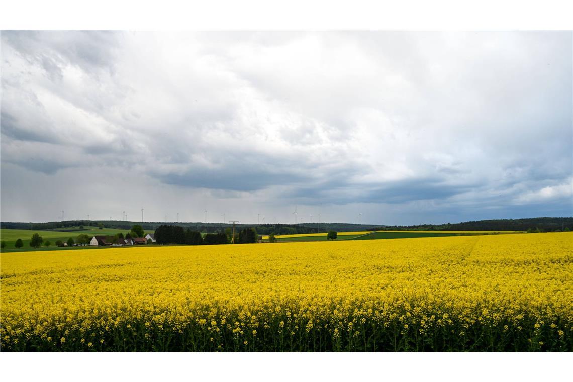 Wolken über einem Rapsfeld. (Symbolfoto)