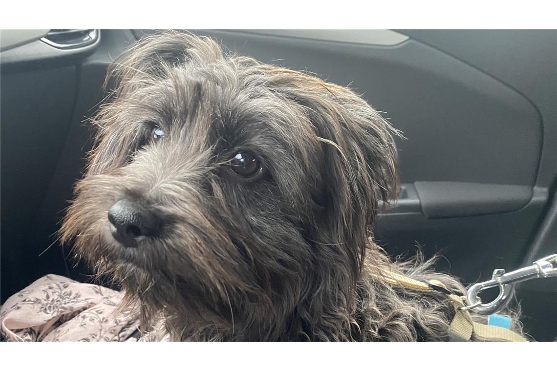 „Wir wollen wissen, ob er lebt“ – das rätselhafte Verschwinden von Familienhund Fussel Wurde Fussel in einem Auto mitgenommen? Das ist laut seinen Haltern das wahrscheinlichste Szenario.