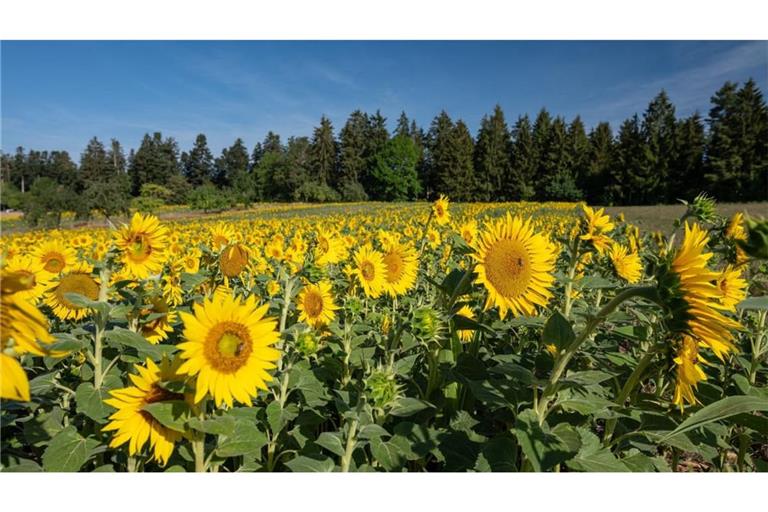 Zahlreiche Sonnenblumen werden am Morgen von der Sonne angestrahlt.