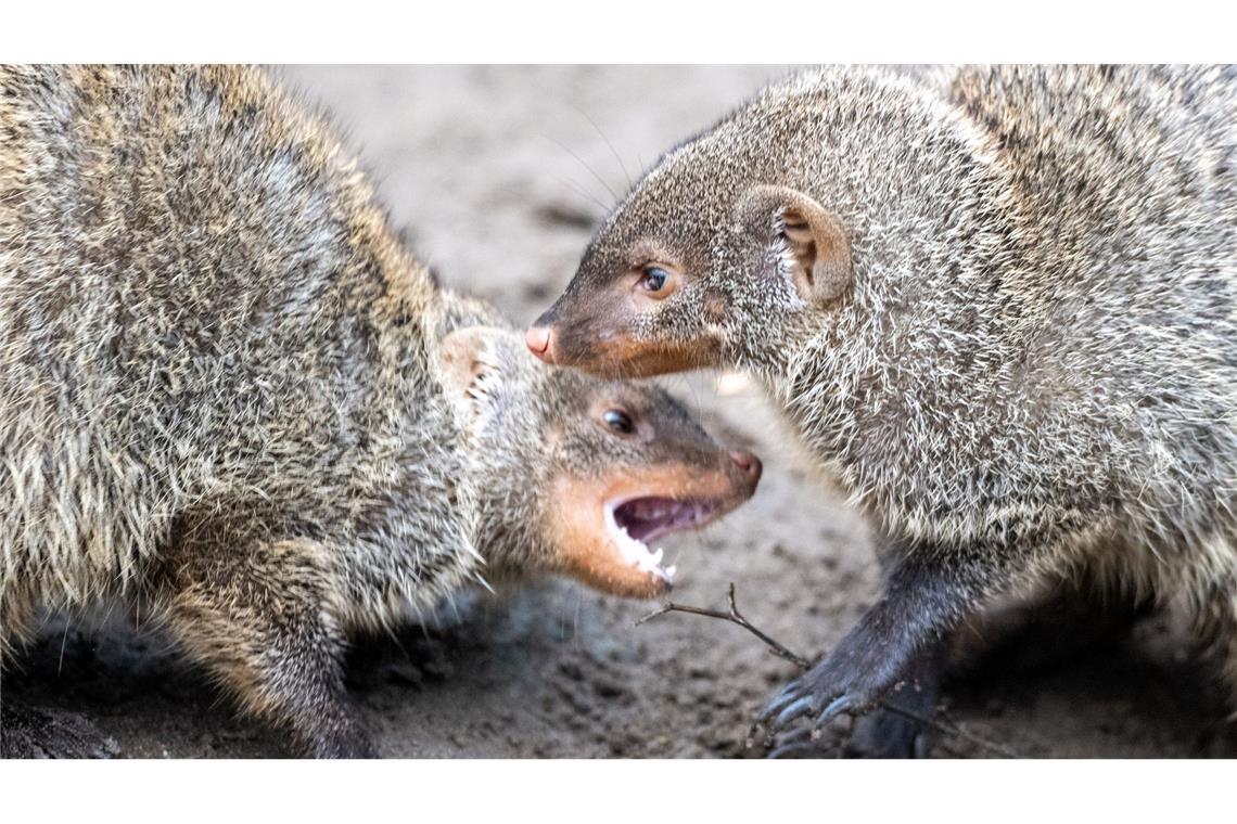 Bilder des Tages Zebramangusten spielen im Tierpark Berlin im Außengehege.