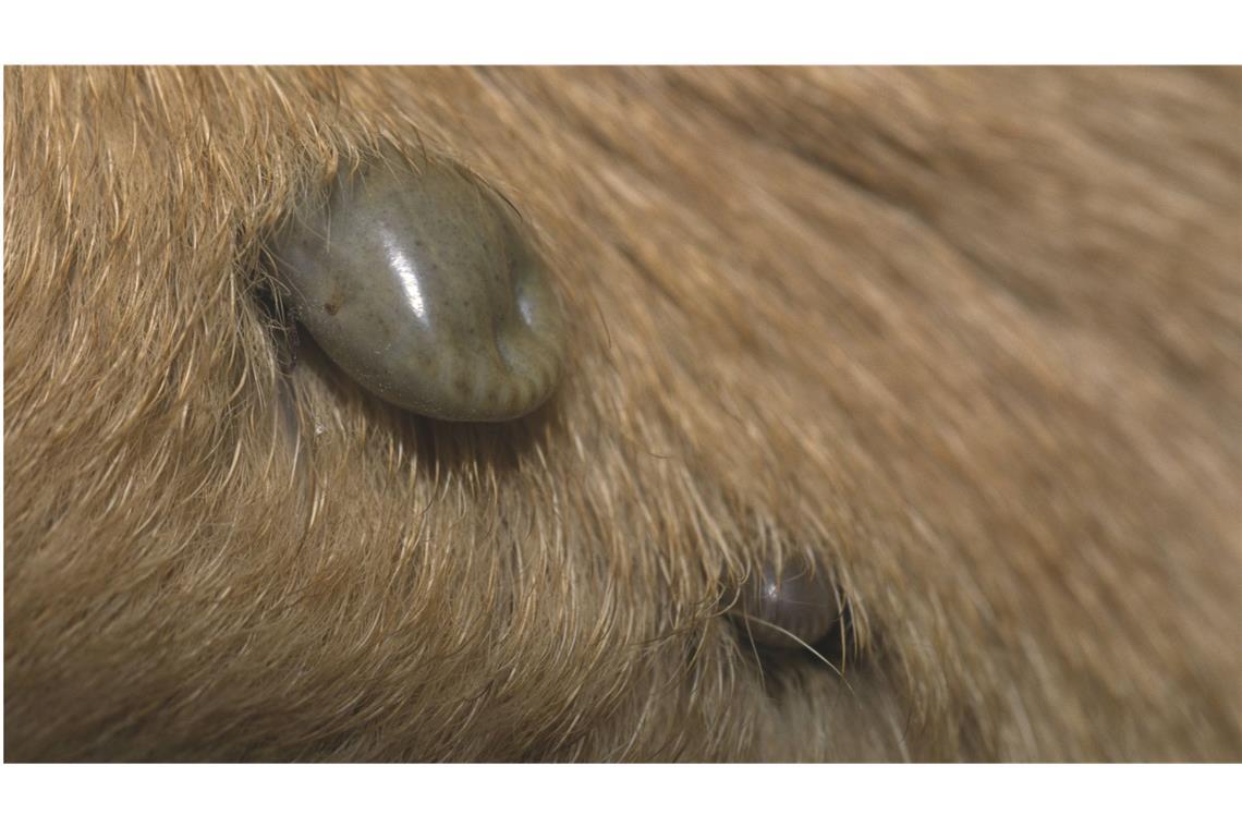 Warum Hunde-Malaria auf dem Vormarsch ist Zecken im Fell eines Hundes.