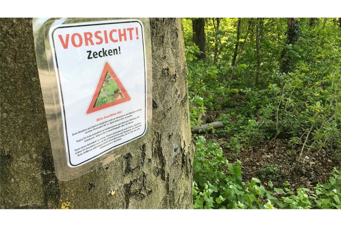 Zecken: "Bedeutendste Überträger von Infektionserregern" Zecken können unter anderem Lyme-Borrelien und FSME-Viren übertragen. (Archivbild)