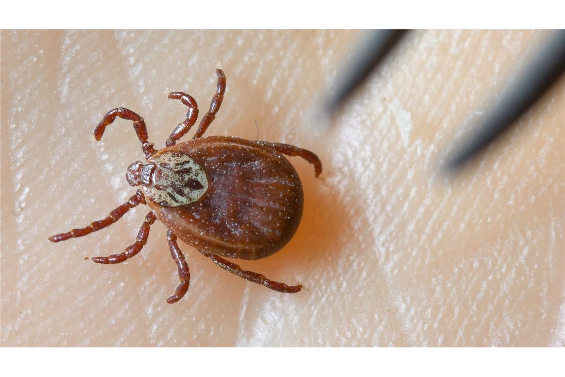Zecken könnten im vergangenen Jahr so viele Hirnhautentzündungen verursacht haben wie noch nie seit Beginn der Meldepflicht (Symbolfoto).