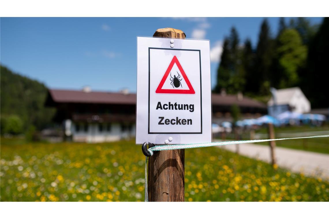 Zecken: "Bedeutendste Überträger von Infektionserregern" Zecken sitzen häufig an Gräsern oder Sträuchern. (Archivbild)