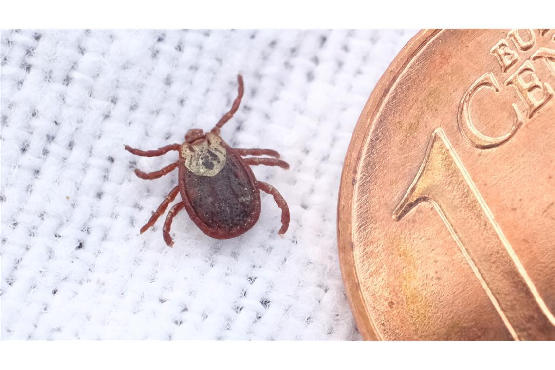 Wo Zecken schon jetzt unterwegs und gefährlich sind Zecken werden immer häufiger in Landkreisen aktiv, die noch gar nicht als Risikogebiete eingestuft sind. (Symbolbild)