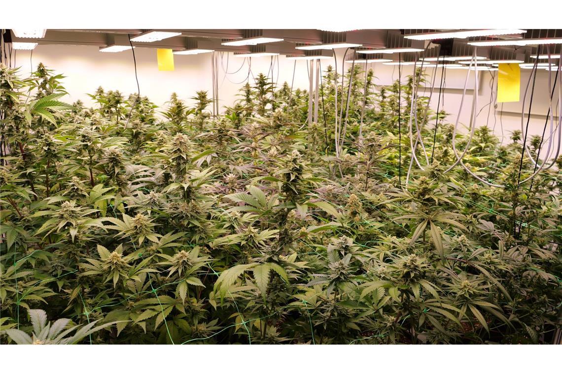 Bislang zehn Cannabis-Clubs im Südwesten genehmigt Zehn Anbauvereinigungen von Cannabis bekamen bisher im Südwesten grünes Licht. (Archivbild)