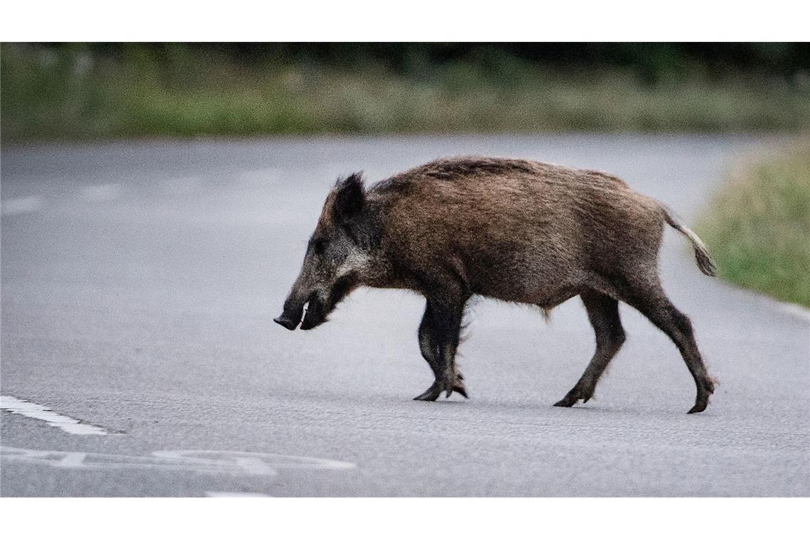 Auto kollidiert mit Herde – elf Wildschweine sterben Zehn Frischlinge und ein Muttertier starben durch den Zusammenstoß (Symbolbild).