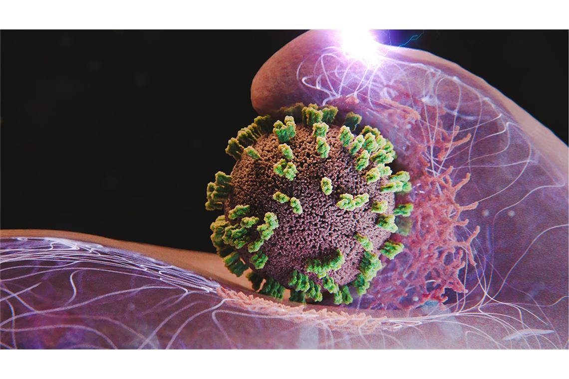 Zellen helfen aktiv mit, Influenzaviren einzufangen und einzuverleiben. Hier ist eine Zelle und in der Bildmitte ein Virus dargestellt.