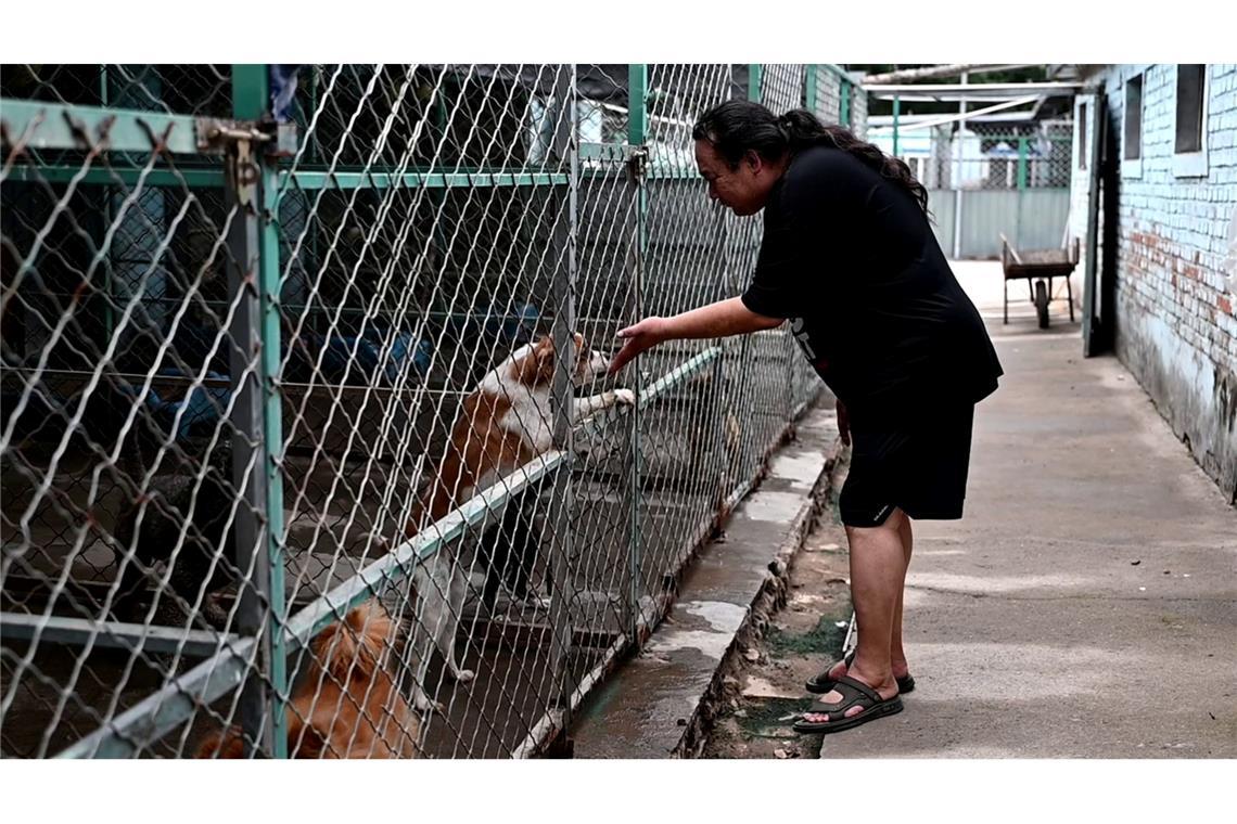 Zhao Xinqi betreibt einen Hof mit 500 Hunden - viele davon wurden gerettet.