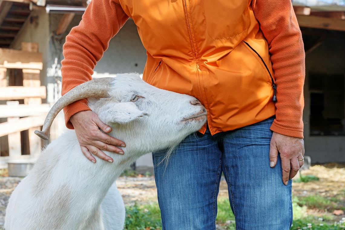 „Für die Tiere würde ich’s immer wieder tun“ Ziegenbock Emil ist ein echter Schmuser. Fotos: J. Fiedler
