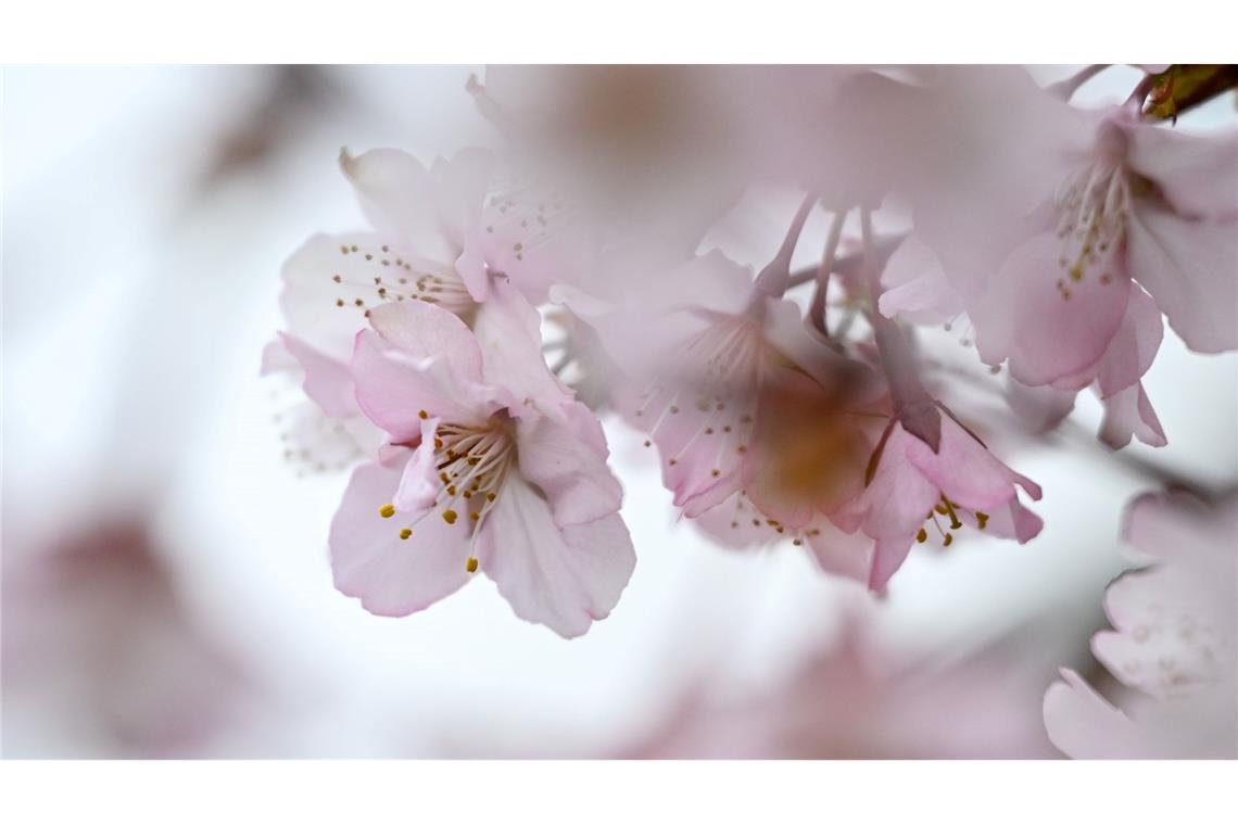 Zierkirsche blüht – rosa Frühlingsgruß aus einem Berliner Garten