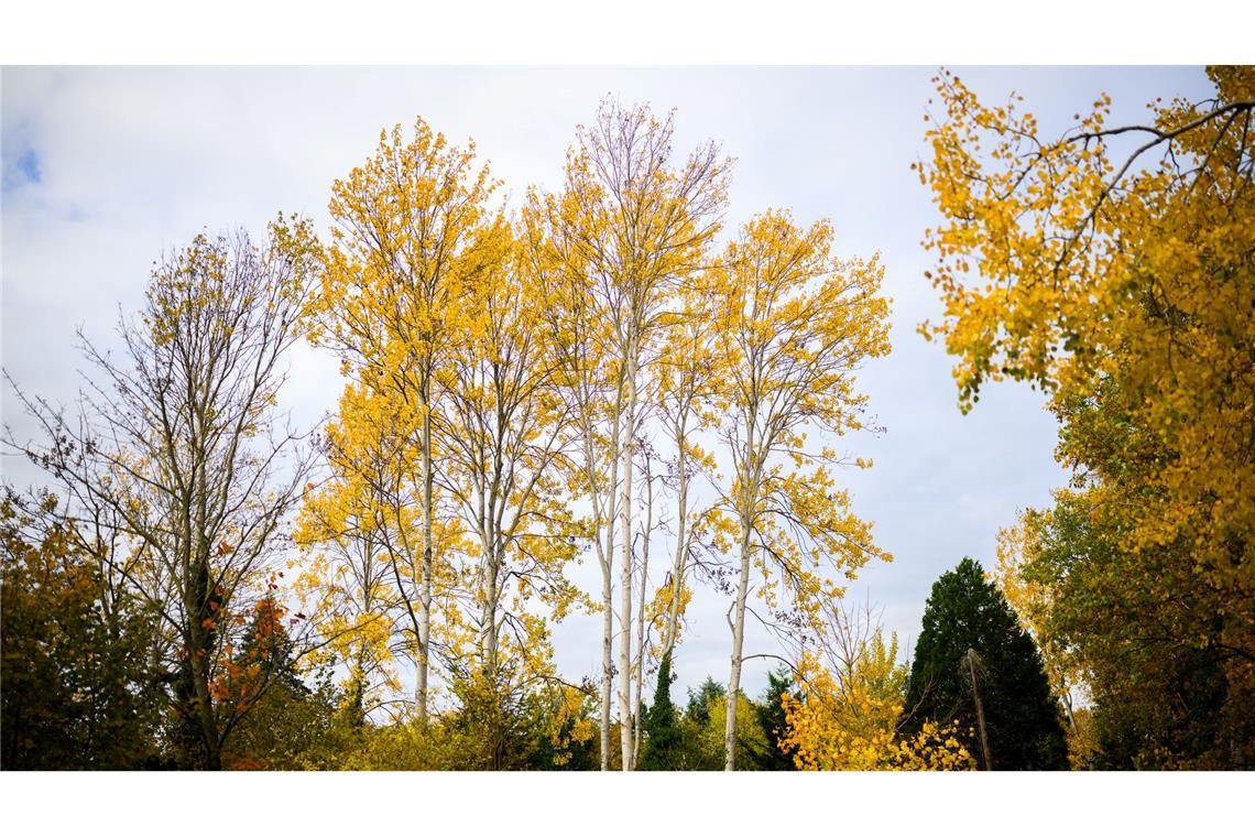 Zitterpappeln stehen an einem Parkplatz. Die Zitterpappel ist Baum des Jahres 2026.