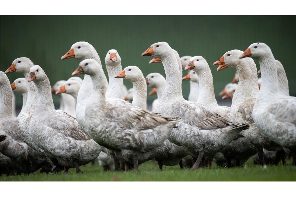 Keulung wegen Vogelgrippe abgeschlossen Zu den getöteten Tieren zählen auch Gänse.