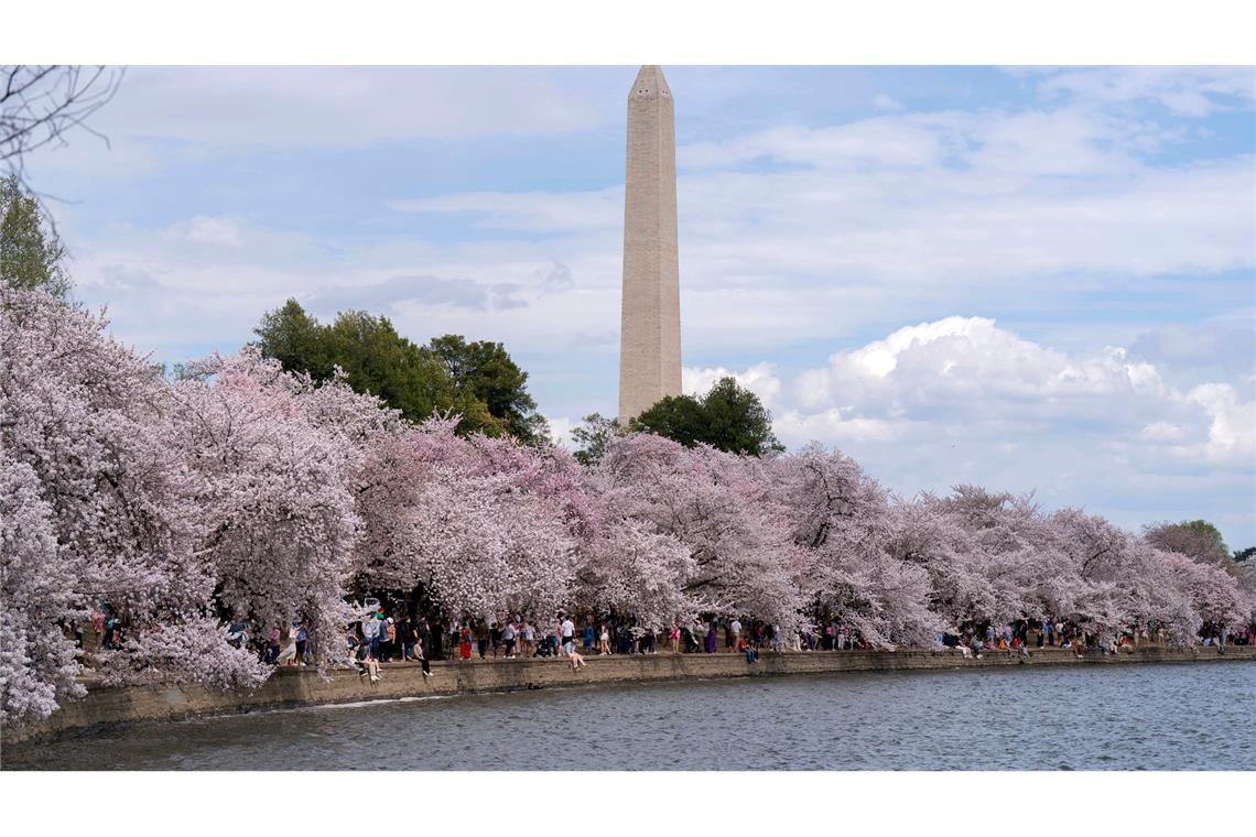 "Beste Fotobombe ever": Obama spaziert durchs Blütenbild Zu den Spaziergängern unter den blühenden Kirschbäumen in Washington gehört auch der ehemalige US-Präsident Barack Obama.