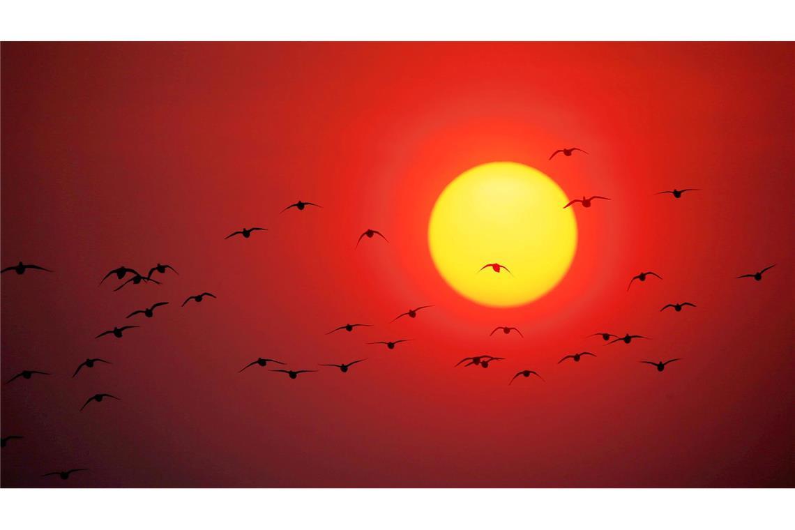 Zugvögel fliegen über den Songhua-Fluss im Nordosten Chinas.