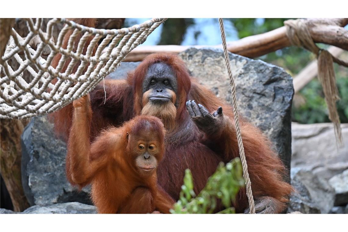 Wohl ältester Orang-Utan der Welt - Ziehsohn hält Bella fit Zuletzt hat vor allem ihr Ziehsohn Berani sie fit gehalten, wie die Tierpfleger wissen.