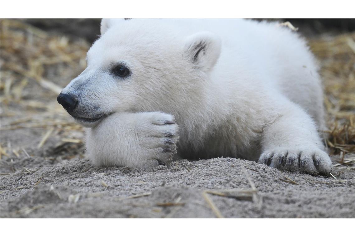 Bilder des Tages Zum ersten Mal war Mika, das am 2. November 2024 im Karlsruher Zoo geborene Eisbär-Jungtier, für die Öffentlichkeit zu sehen.