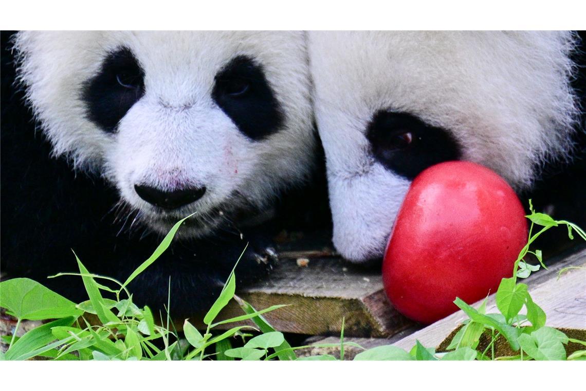 Party bei den Pandas: Leni und Lotti werden ein Jahr Zum Geburtstag gab es Eismurmeln im Berliner Zoo.
