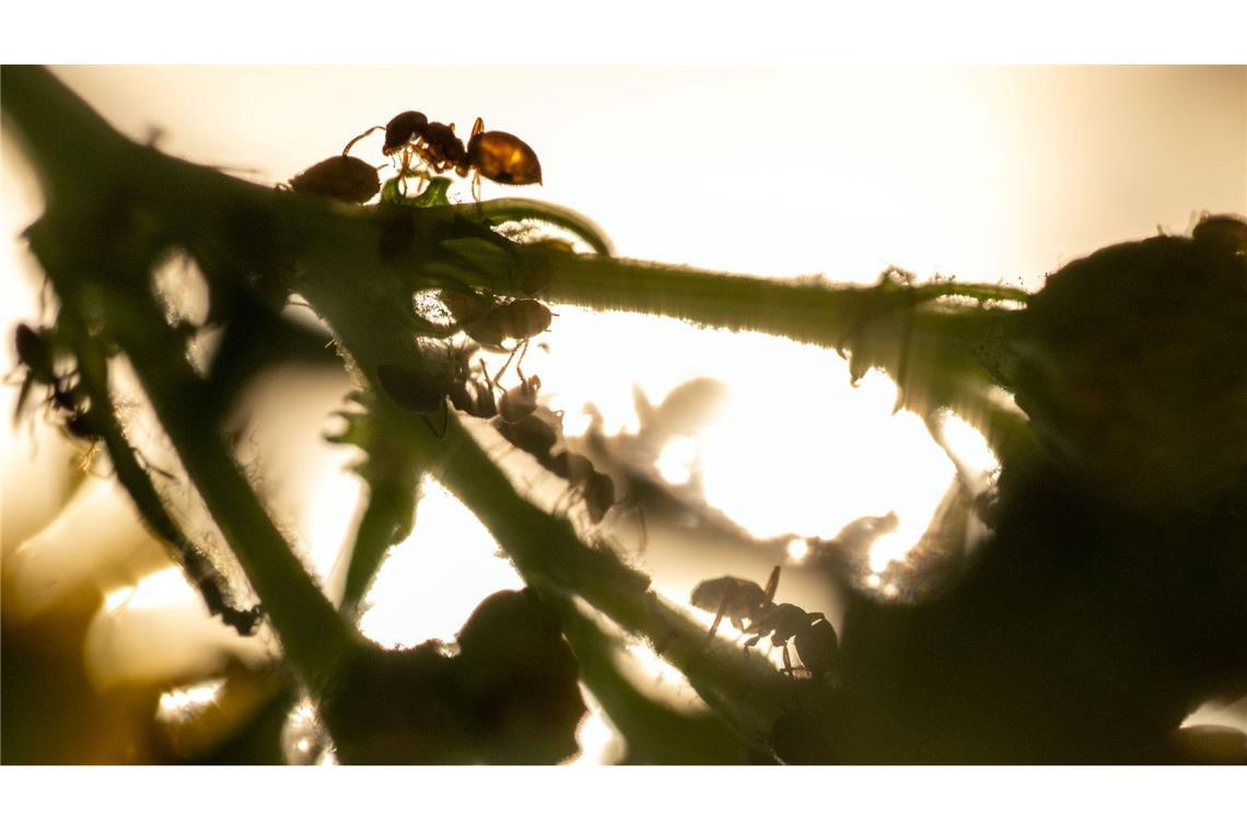Bilder des Tages