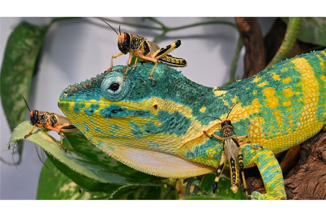 Bilder des Tages Zum Mittag gibt es Heuschrecke: Eine grüne Echse sitzt in einem Terrarium in einer Schau mit Kleintieren in Brünn in Tschechien und beobachtet ihr Mittagessen, das sich recht tollkühn verhält.