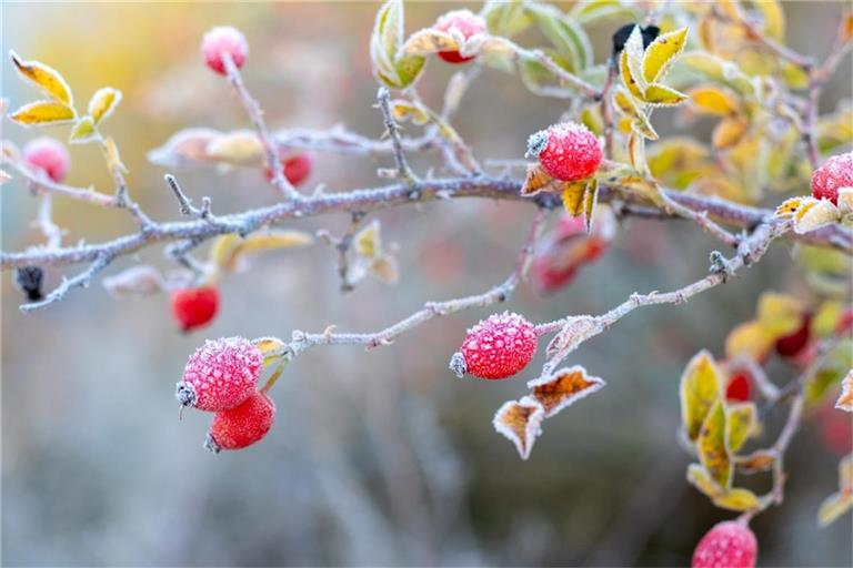 Zum Start in den Oktober wird es in Deutschland deutlich kälter. Wo Bodenfrost und sogar Schnee drohen und welche Regionen verschont bleiben.